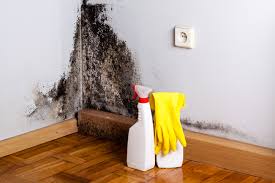 Best Mold Documentation for Insurance Claims in Laurel, VA